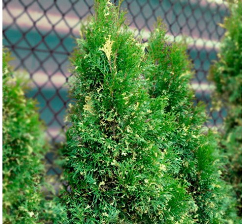 Туя западная Смарагд Вариегата (Smaragd Variegata)C2